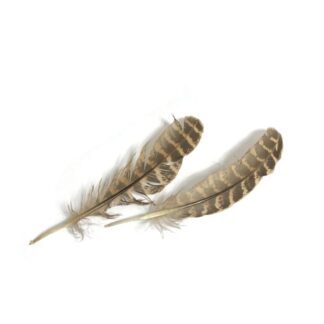 Cream and brown striped feather - size 30 x 140 mm - 2 pieces