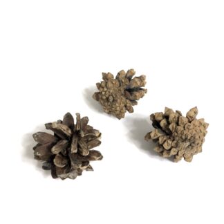 Natural pine cones - size 40 mm - 3 pieces