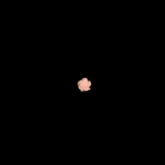 Flat-back light pink plastic rose cabochons - size 6 mm - 5 pieces