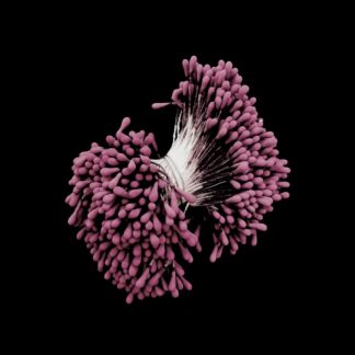 Frosted greyish pink flower stamens - length 60 mm