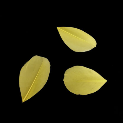 Oval yellow feather - size 30 x 50 mm - 3 pieces